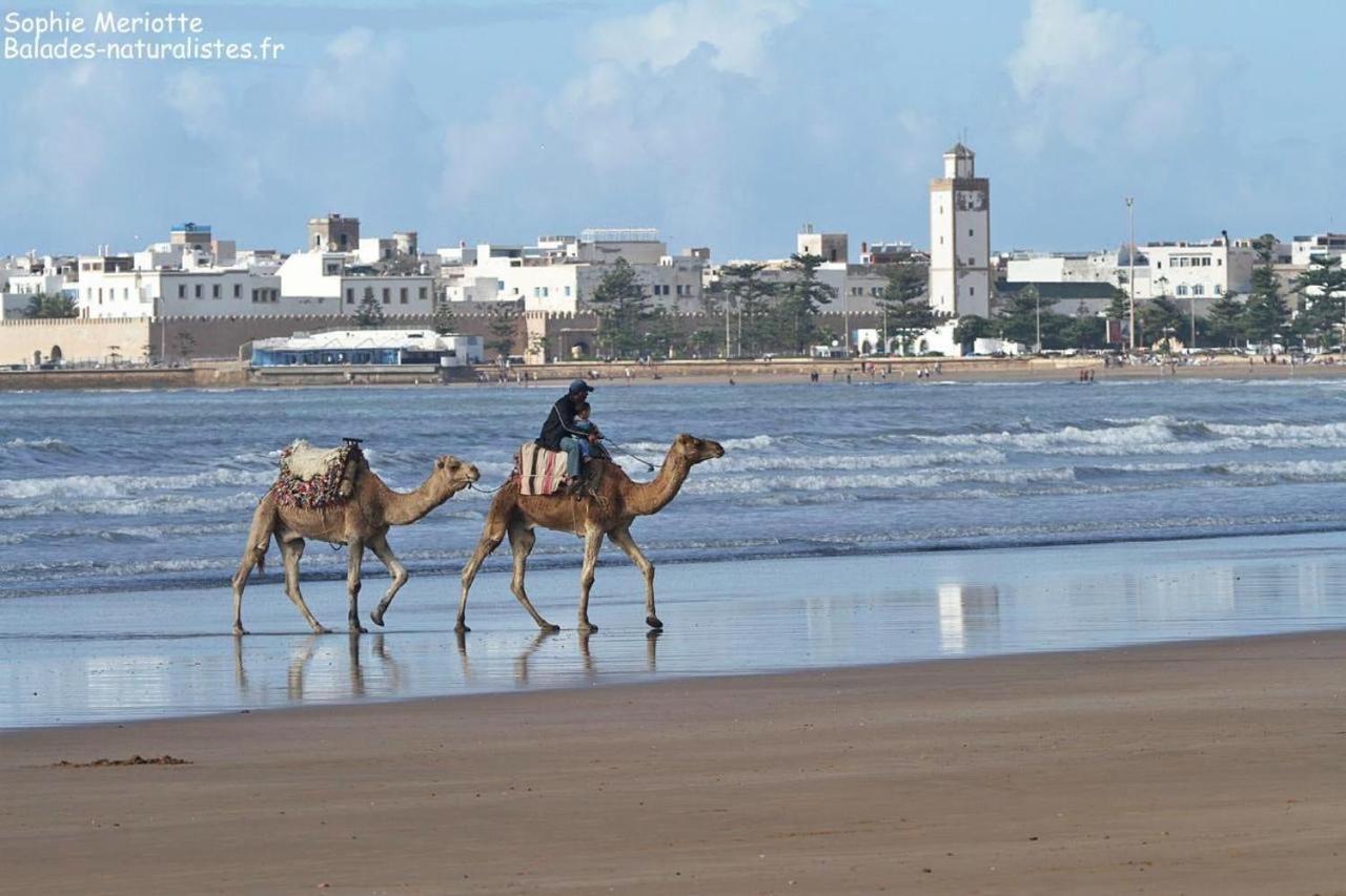 Appartement Essaouira Proche De La Mer Extérieur photo